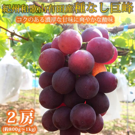 【ふるさと納税】紀州有田産の種なし巨峰ぶどう2房(約800g〜1kg)【2025年発送 先行予約】 | マスカット ぶどう フルーツ 果物 くだもの 食品 人気 おすすめ 送料無料