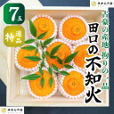 【ふるさと納税】古豪の産地 田口の不知火 7玉木箱入 特選品 産地直送 贈答用 数量限定 【みかんの会】 | みかん 不知火 甘い フルーツ ギフト 産地直送 ...