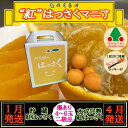 【ふるさと納税】1・4月発送 全2回 定期便 紅はっさく マニア 貯蔵 & 木成完熟 傷あり 二級品 4 〜 6玉 化粧箱 和歌山 有田 南泰園 | 柑橘 フル...