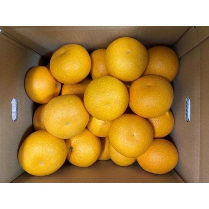 【ふるさと納税】真心こめた木成り八朔 約3kg【2025年2月中旬以降発送】【M～3Lサイズおまかせ】 | みかん 蜜柑 フルーツ 果物 くだもの 食品 人気 おすすめ 送料無料 産地直送のサムネイル