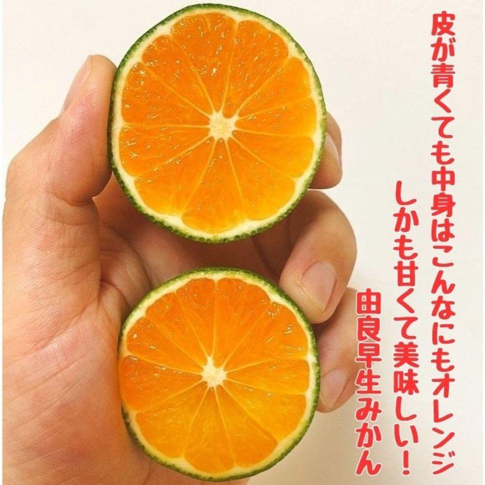 【ふるさと納税】有田みかん 由良早生S〜Lサイズ混合 約10kg 【2025年発送 先行予約】 | みかん 蜜柑 フルーツ 果物 くだもの 食品 人気 おすすめ 送料無料