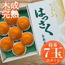 【ふるさと納税】木成完熟 紅はっさく 特秀 大玉 2L × 7玉入 化粧箱 南泰園【2026年4月上旬~発送】