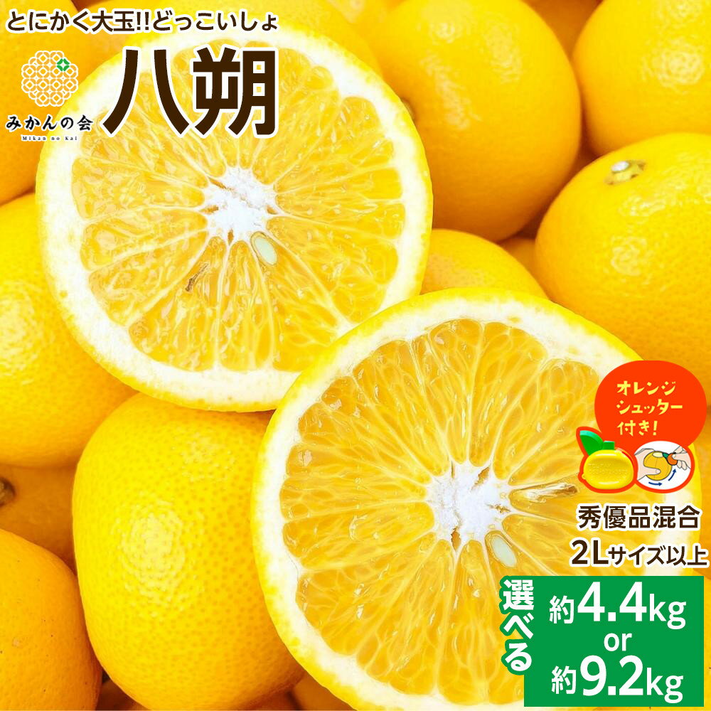 【ふるさと納税】【選べる】八朔 (はっさく) とにかく 大玉 どっこいしょ 箱込 5kg or 10kg 秀品 優品 混合 2Lサイズ以上 和歌山県産 産地直送【おまけ付き】【みかんの会】 | みかん 八朔 和歌山 大玉 秀 優 産地直送 和歌山県 有田川町 ふるさと納税 返礼品 故郷納税のサムネイル