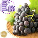 【ふるさと納税】【先行予約】種なし巨峰 約2kg | 果物 フルーツ ぶどう ブドウ 葡萄 産直 産地直送 和歌山県 おすすめ お取り寄せ 先行予約 期間限定 ...