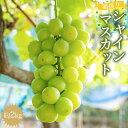 【ふるさと納税】朝採りシャインマスカット 約2kg 【2025年8月中旬以降順次発送】 | ぶどう ブドウ 葡萄 フルーツ 果物 くだもの ギフト そのまま食べ...