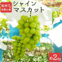 【ふるさと納税】紀州有田産シャインマスカット 約2kg【先行予約】【2025年8月下旬以降発送予定】 | ぶどう ブドウ 葡萄 フルーツ 果物 くだもの ギフト そのまま食べられる お取り寄せ グルメ 皮のまま 送料無料 高級