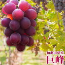 【ふるさと納税】【8・9・12月 全3回】紀州産 巨峰とフルーツ定期便A(巨峰・梨・みかん) 【魚鶴商店】 | フルーツ 果物 くだもの 食品 人気 おすすめ ...