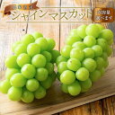 【ふるさと納税】農家直送 朝採り濃厚シャインマスカット【先行予約】 | ぶどう ブドウ 葡萄 フルーツ 果物 くだもの ギフト そのまま食べられる お取り寄せ グルメ 皮のまま 送料無料 高級