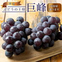 【ふるさと納税】ぶどうの王様 農家直送 朝採り濃厚巨峰【先行予約】 | 先行予約 和歌山 果物 くだもの フルーツ 巨峰 ぶどう ブランド 取り寄せ ご当地 期...