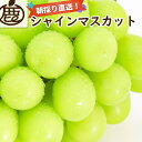 【ふるさと納税】【選べる容量】 シャインマスカット 約1.2~3kg【朝採り】【フルーツ・果物】【そのまま食べられる】 | ぶどう フルーツ 果物 くだもの 食品 人気 おすすめ 送料無料