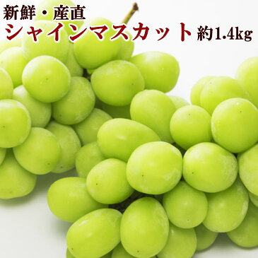 【ふるさと納税】【新鮮・産直】和歌山有田産シャインマスカット1.4kg※2020年8月下旬〜9月下旬頃に順次発送予定※離島、北海道、沖縄県はお届けできません