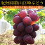【ふるさと納税】紀州有田産の巨峰ぶどう約2kg※2020年8月下旬〜9月中旬頃に順次発送予定