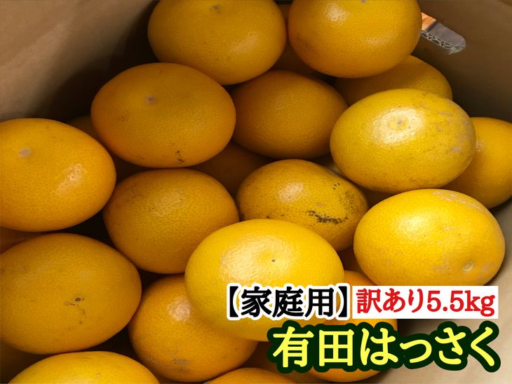 【ふるさと納税】【家庭用5.5kg】訳あり有田はっさくLまたはMサイズ※2023年1月中旬～2月上旬頃に順次発送予定