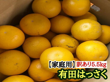 【ふるさと納税】【家庭用5.5kg】訳あり有田はっさくLまたはMサイズ※2023年1月中旬～2月上旬頃に順次発送予定