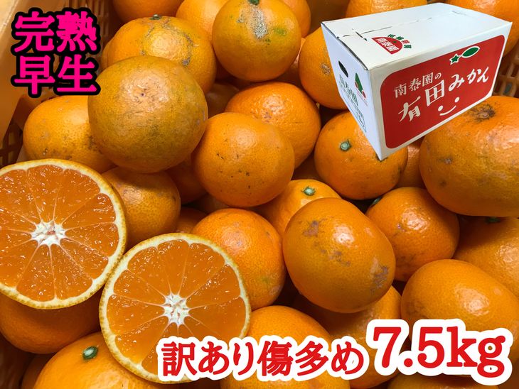 【ふるさと納税】≪年内発送≫訳あり傷多め【完熟早生・有田みかん】約7.5kg（サイズおまかせ）※2021年11月中旬～12月下旬頃順次発送予定