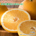 【ふるさと納税】こだわりの和歌山有田産木成り完熟八朔「さつき...