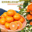 【ふるさと納税】秀品 紀州和歌山ハウスみかん 約2.5kg※...