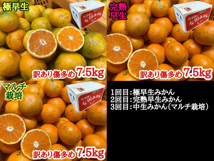 【ふるさと納税】【定期便】【みかん三昧・訳ありコース】有田みかん・食べくらべ3種（各約7．5kg）※お届け時期の指定不可※2022年10月〜2023年1月に順次発送予定