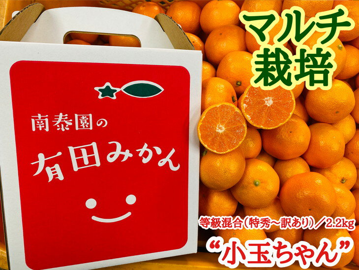 【ふるさと納税】【マルチ栽培・有田みかん】“小玉ちゃん”／等級混合・約2.2kg※2022年12月中旬～2023年1月下旬頃に順次発送予定※着日指定不可のサムネイル