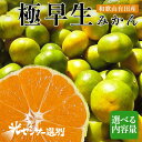 【ふるさと納税】 選べる内容量 こだわりの極早生みかん 農家直送 有機質肥料100% サイズ混合 | みかん 極早生 早生 柑橘 果物 くだもの 果実 フルーツ 和歌山 有田 ※北海道・沖縄・離島への配送不可 ※2025年9月下旬~10月中旬頃に順次発送予定