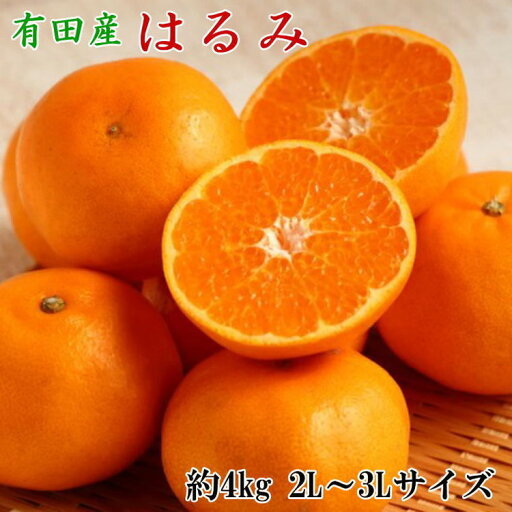 【ふるさと納税】【厳選・濃厚】紀州有田産のはるみ約4kg(サイズおまかせ) ※2026年1月下旬~2月中旬頃に順次発送予定 【ふるさと納税】【厳選・濃厚】紀州有田産のはるみ約4kg(サイズおまかせ) ※2026年1月下旬~2月中旬頃に順次発送予定