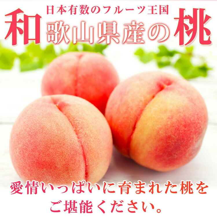 紀州和歌山産の桃 15玉 化粧箱入◇※着日指定不可※2024年6月下旬〜8月中旬頃に順次発送予定