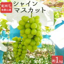 【ふるさと納税】紀州和歌山産シャインマスカット 約1kg◇ ※離島への配送不可 ※2025年8月下旬頃〜9月上旬頃に順次発送予定