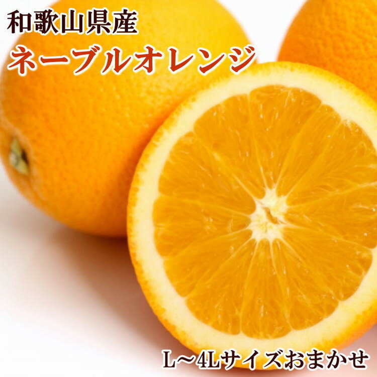 【ふるさと納税】【濃厚】和歌山県産ネーブルオレンジ 1箱（1