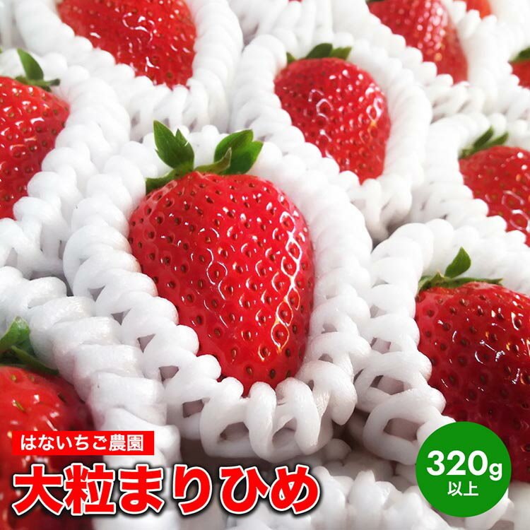 【ふるさと納税】はないちご農園　大粒「まりひめ」| まりひめ 苺 いちご イチゴ 大粒 美浜町 ふるさと納税 果物 フルーツ 果実 くだもの はないちご農園 完熟いちご※着日指定不可※北海道・沖縄・離島への配送不可※2025年1月上旬～4月中旬頃に順次発送予定のサムネイル