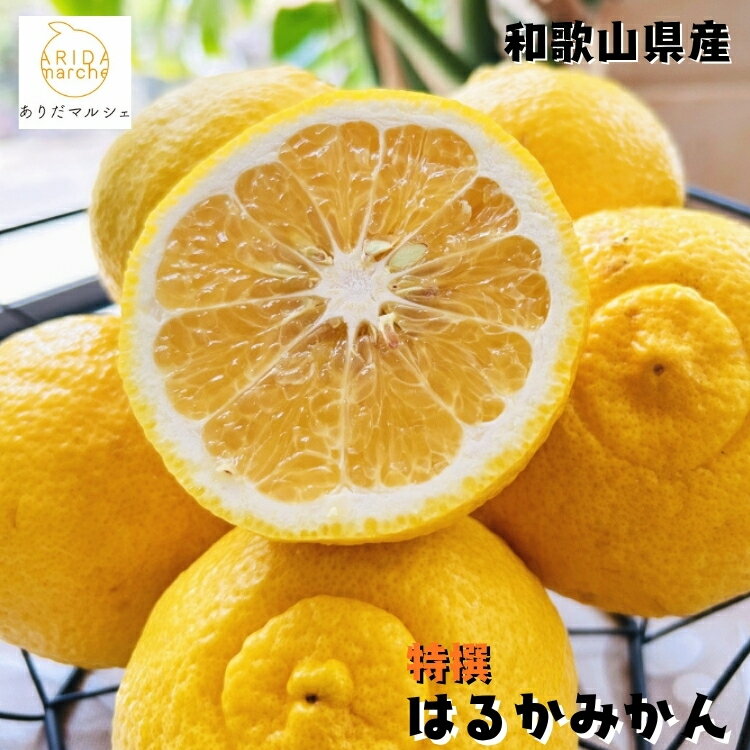 [選べる内容量][特選]はるか | 蜜柑 柑橘 果物 フルーツ くだもの 果実 国産 和歌山