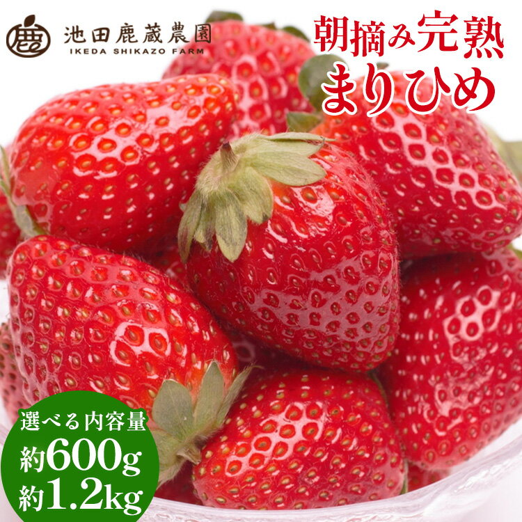 【ふるさと納税】【選べる内容量】朝摘み完熟まりひめ約600g または 約1.2kg【和歌山ブランド苺まりひめ】イチゴ いちご フルーツ 果物 苺 まりひめ※北海道・沖縄・離島への配送不可※2024年4月上旬～5月中旬頃に順次発送予定