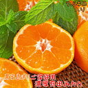 【ふるさと納税】【農家直送】ご家庭用濃厚有田みかん 7.5k...