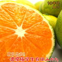 【ふるさと納税】【農家直送】濃厚極早生有田みかん 10kg※...