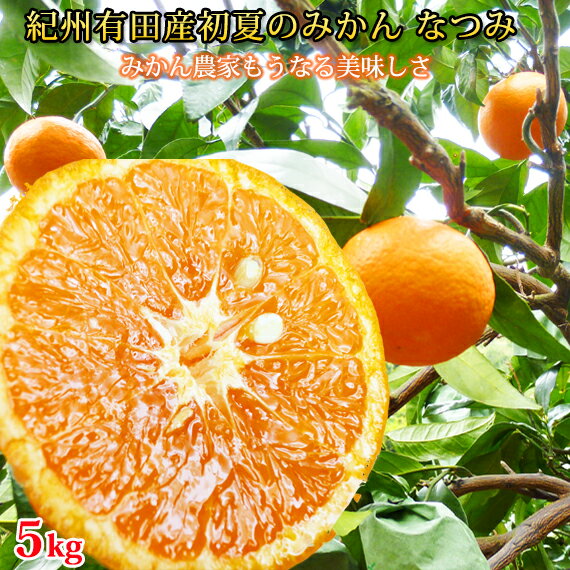 初夏のみかん なつみ5kg ふるさと納税 みかん※着日指定不可※2026年4月中旬頃〜2026年4月下旬頃に順次発送予定