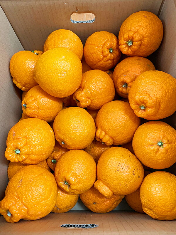 【ふるさと納税】【ご家庭用訳有り】紀州有田産不知火(しらぬひ)約3kg ※2026年2月中旬〜3月中旬頃に順次発送予定