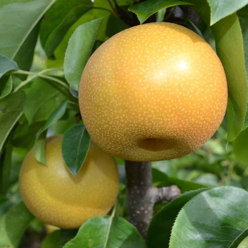 [秋の美味]和歌山の樹上成熟梨 約4kg