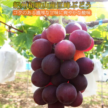 【ふるさと納税】紀州和歌山産巨峰約800g　※2021年7月下旬〜8月上旬頃に順次発送予定