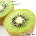【ふるさと納税】和歌山の下津で採れたキウイフルーツ約3.6kg(玉数おまかせ・秀品) ※2026年1月中旬~3月上旬頃に順次発送予定