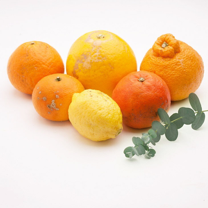 【ふるさと納税】＜1月より発送＞家庭用 柑橘詰合せ2kg+6