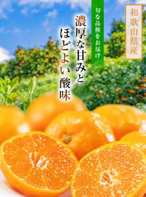 和歌山県 美浜町「濃厚有田みかん（ご家庭用）たっぷり8kg」