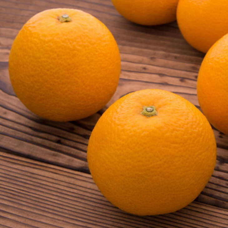 [農家直送]濃厚八朔(ご家庭用)3kg | 有田 柑橘 フルーツ みかん オレンジ 産地直送 はっさく