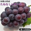 【ふるさと納税】【新鮮・産直】【選べる内容量!】和歌山県産 たねなしピオーネ | ぶどう たねなし 大粒 葡萄 ピオーネ ブドウ 果実 果物 フルーツ ※北海道...
