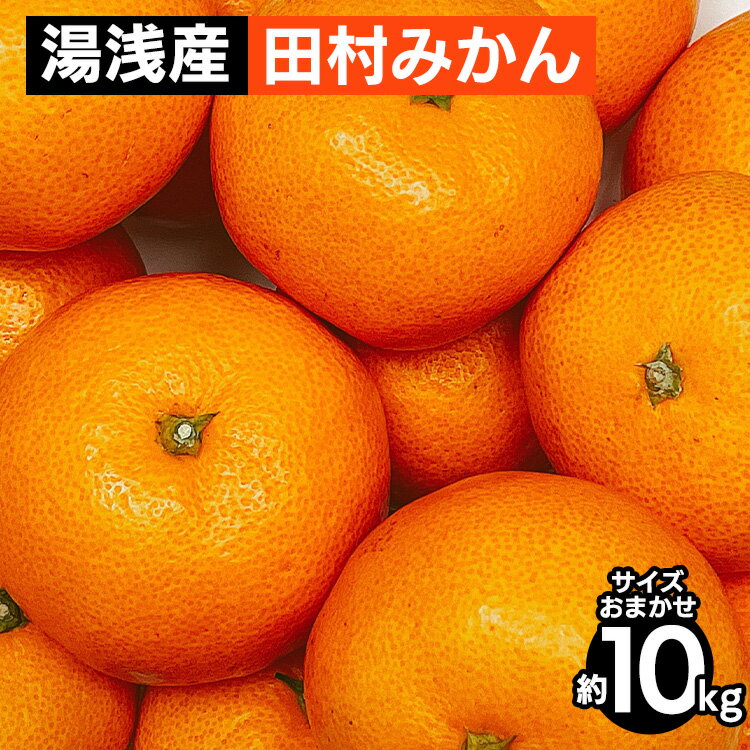 【ふるさと納税】湯浅産 田村みかん 10kg(サイズおまかせ) ※2025年11月下旬~2026年1月下旬頃に順次発送予定 ※北海道・沖縄・離島への配送不可