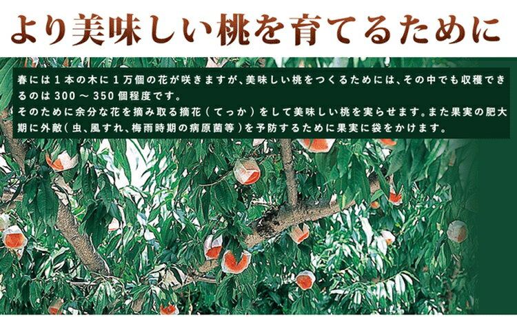 【ふるさと納税】〈先行予約受付〉和歌山県産 白鳳 約3kg(8～13玉入)≪青秀/ご家庭用/訳あり≫◇ | 産地直送 白鳳 桃 果物 フルーツ 訳あり わけあり もも 先行予約 約3kg 10000円※着日指定不可※離島への配送不可※2024年6月下旬頃～7月中旬頃に順次発送予定