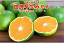 【ふるさと納税】和歌山由良町産 由良早生みかん 約5kg サイズおまかせ(L・М・S)いずれかお届け◇ ※北海道・沖縄・離島への配送不可 ※2025年10月上旬~10月下旬頃順次発送予定