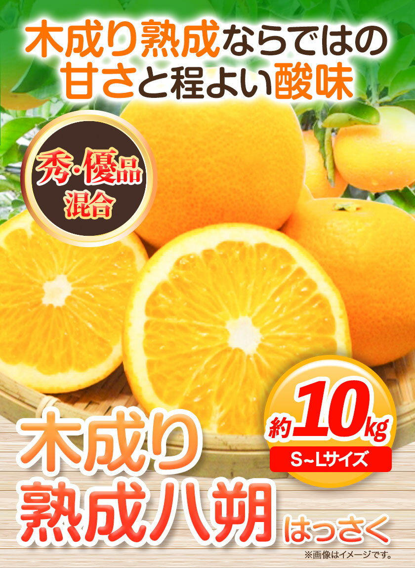 【ふるさと納税】【産直】和歌山由良町産の木成り熟成 八朔 約 10kg（S〜Lサイズ）厳選館 《2026年3月中旬-5月上旬頃出荷》和歌山県 日高町 柑橘 八朔 熟成