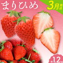 【ふるさと納税】【2026年3月発送】和歌山県産ブランドいちご「まりひめ」約300g×4パック 計1.2kg 日高町厳選館《2026年3月上旬-3月中旬頃出荷》和歌山県 日高町 いちご 苺 まりひめ フルーツ 果物 スイーツ 送料無料【配送不可地域あり】