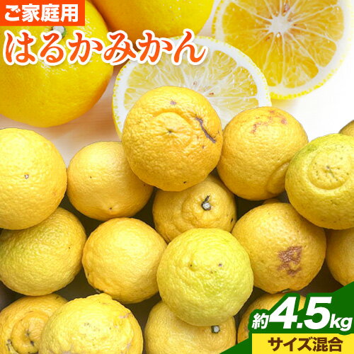 【ふるさと納税】【先行予約】【さわやか柑橘】ご家庭用 和歌山県産 はるかみかん 約4.5kg(サイズ混合) 日高町厳選館 《2026年2月中旬-4月中旬頃出荷》和歌山県 日高町 みかん はるみ 柑橘 フルーツ 果物