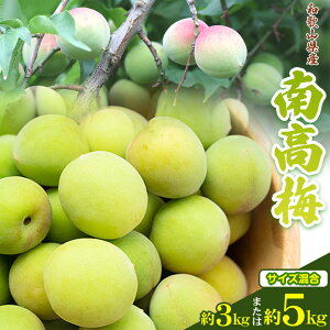 【ふるさと納税】和歌山県産南高梅 選べる内容量 約3kg または 約5kg(サイズ混合)厳選館《6月上旬-7月上旬頃出荷》和歌山県 日高町 うめ ウメ 梅 南高梅 和歌山県産 紀美野町【配送不可地域あり】