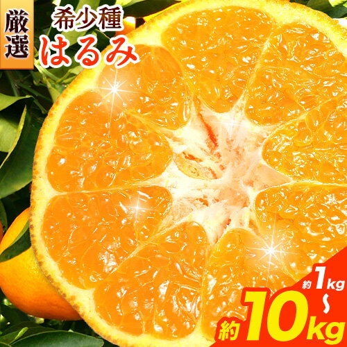 厳選 はるみ 選べる 1kg +250g 2.5kg +250g 5kg +250g 10kg +250g 池田鹿蔵農園 日高町 [2025年2月上旬-3月末頃出荷] 和歌山県 日高町 はるみ みかん 柑橘 フルーツ デコポンの姉妹品種 光センサー選別 [配送不可地域あり]